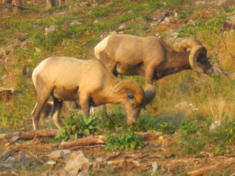 Big Horn Sheep